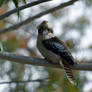 Kookaburra