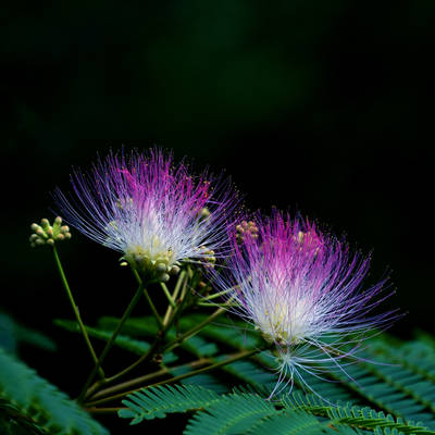 Albizia flower