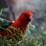 King parrot