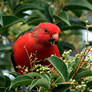 King Parrot