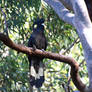 Yellow-tailed black cockatoo