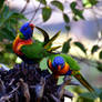 Rainbow lorikeets