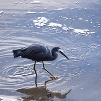 A white-faced heron hunting