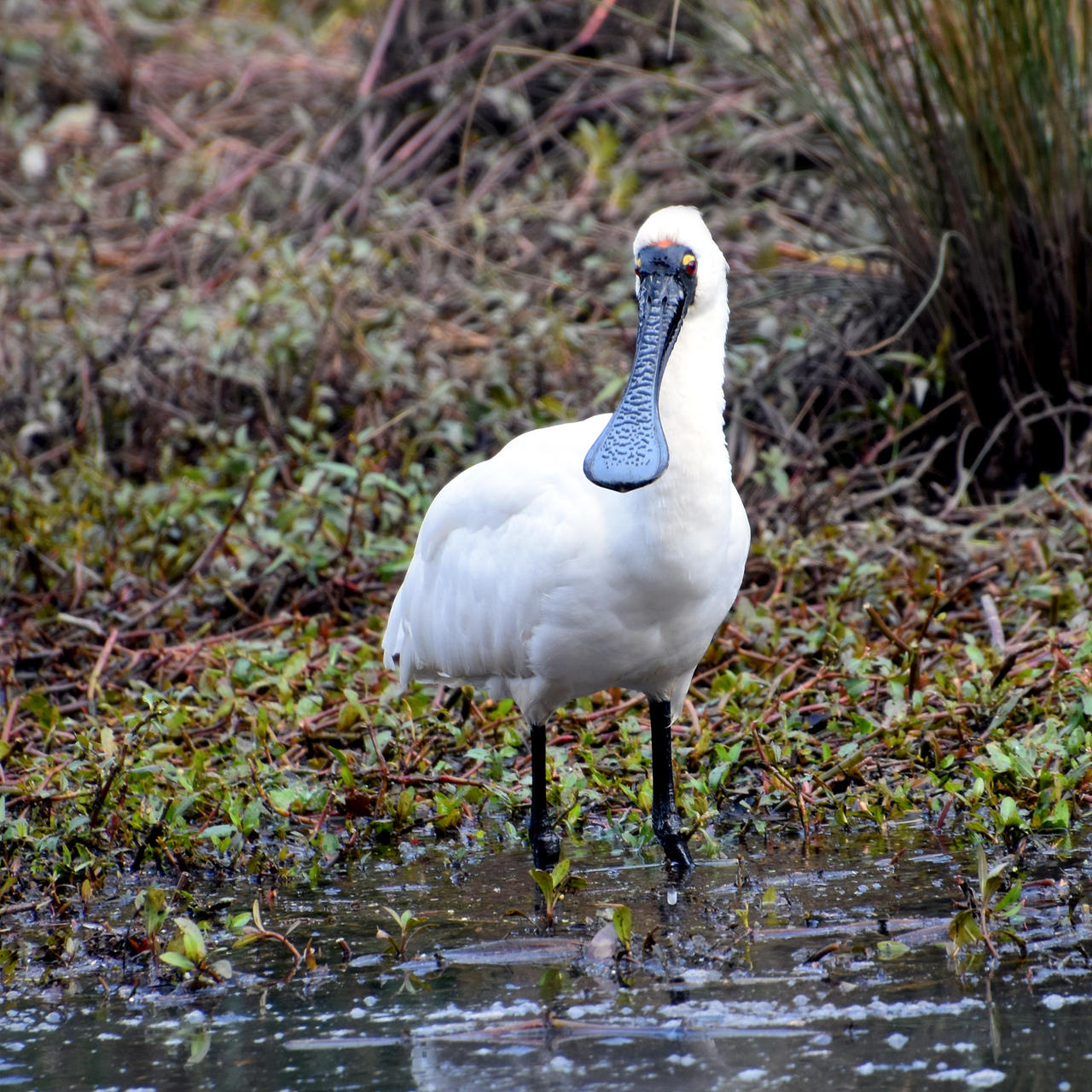 Spoonbill by xjames7 on DeviantArt