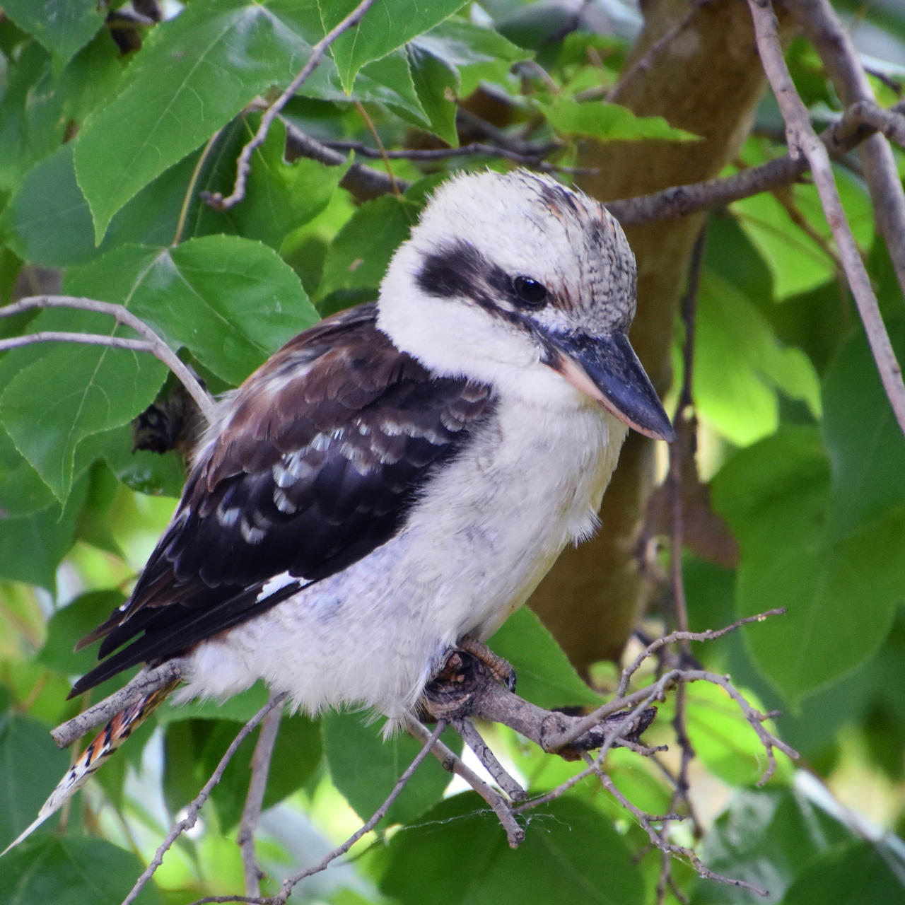 Kookaburra by xjames7 on DeviantArt