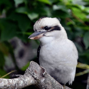 Laughing Kookaburra