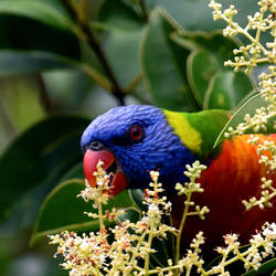 Rainbow lorikeet