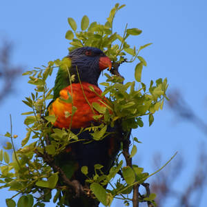 Rainbow lorikeet