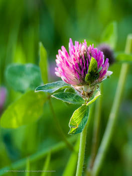 Purple Clover