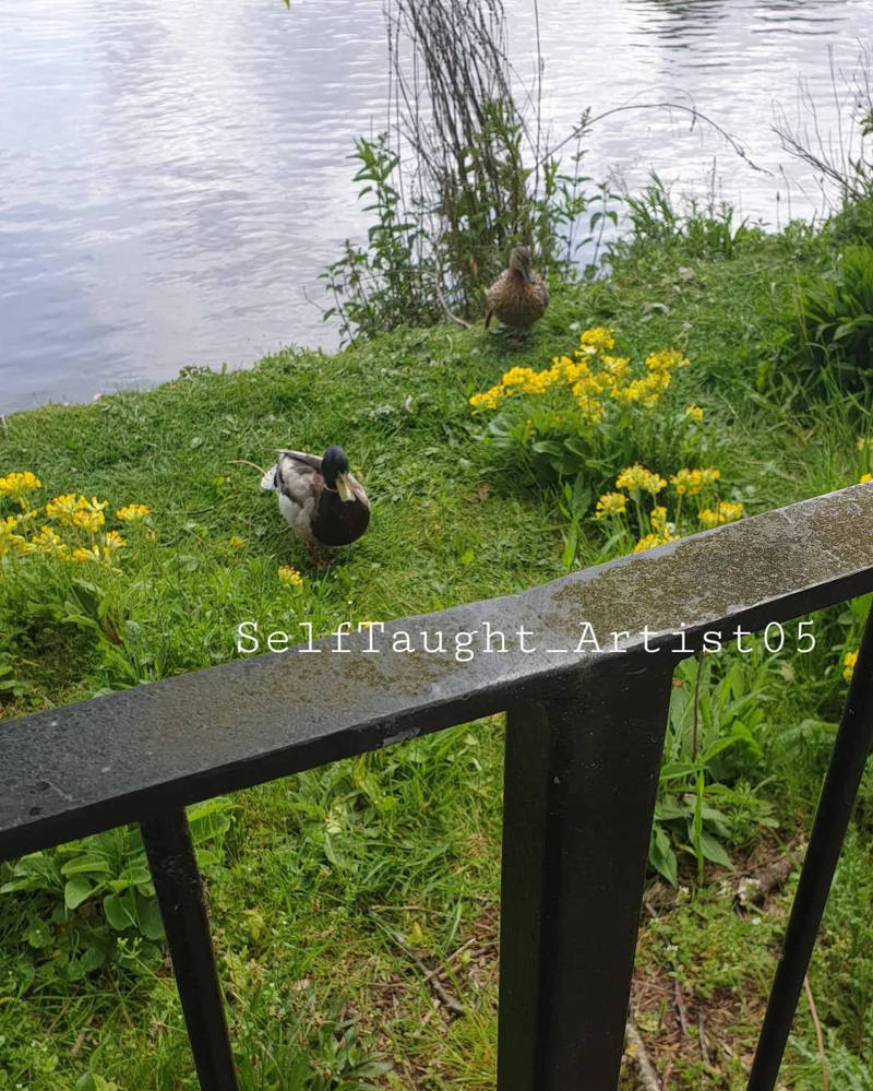 Male and female Mallards by SelfTaughtArtist05 on DeviantArt