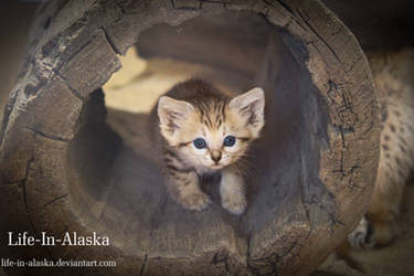 Sand kitten