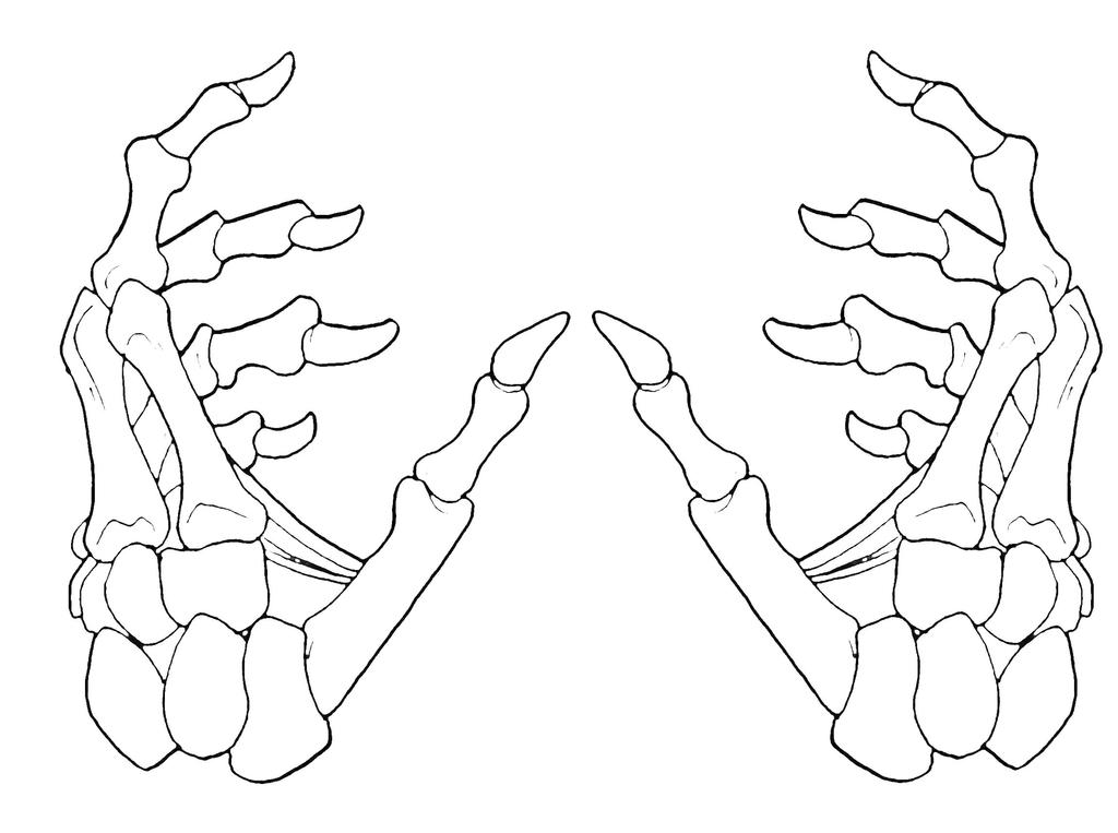 Skeleton Hands 2-1 by krazykavumaster on DeviantArt