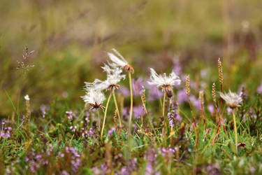 Icelandic flowers by barnowlka