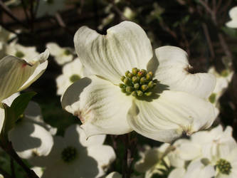 dogwood