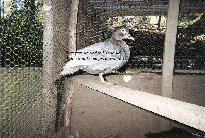 Blue Ripple Muscovy Blue Muscovy Female by markerpages on DeviantArt
