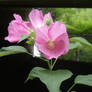 pink flowers by stream