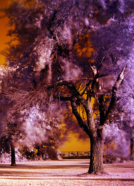 Infrared Tree