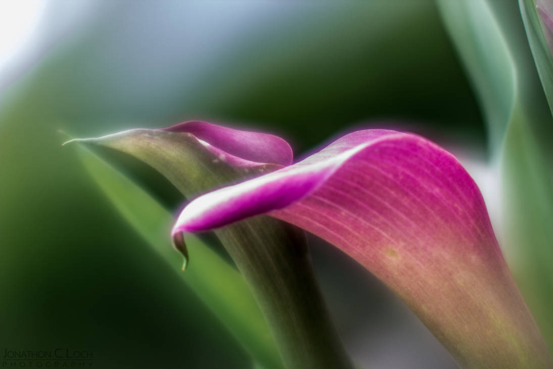 Natural Glow by Tyrose Natural Glow by Tyrose