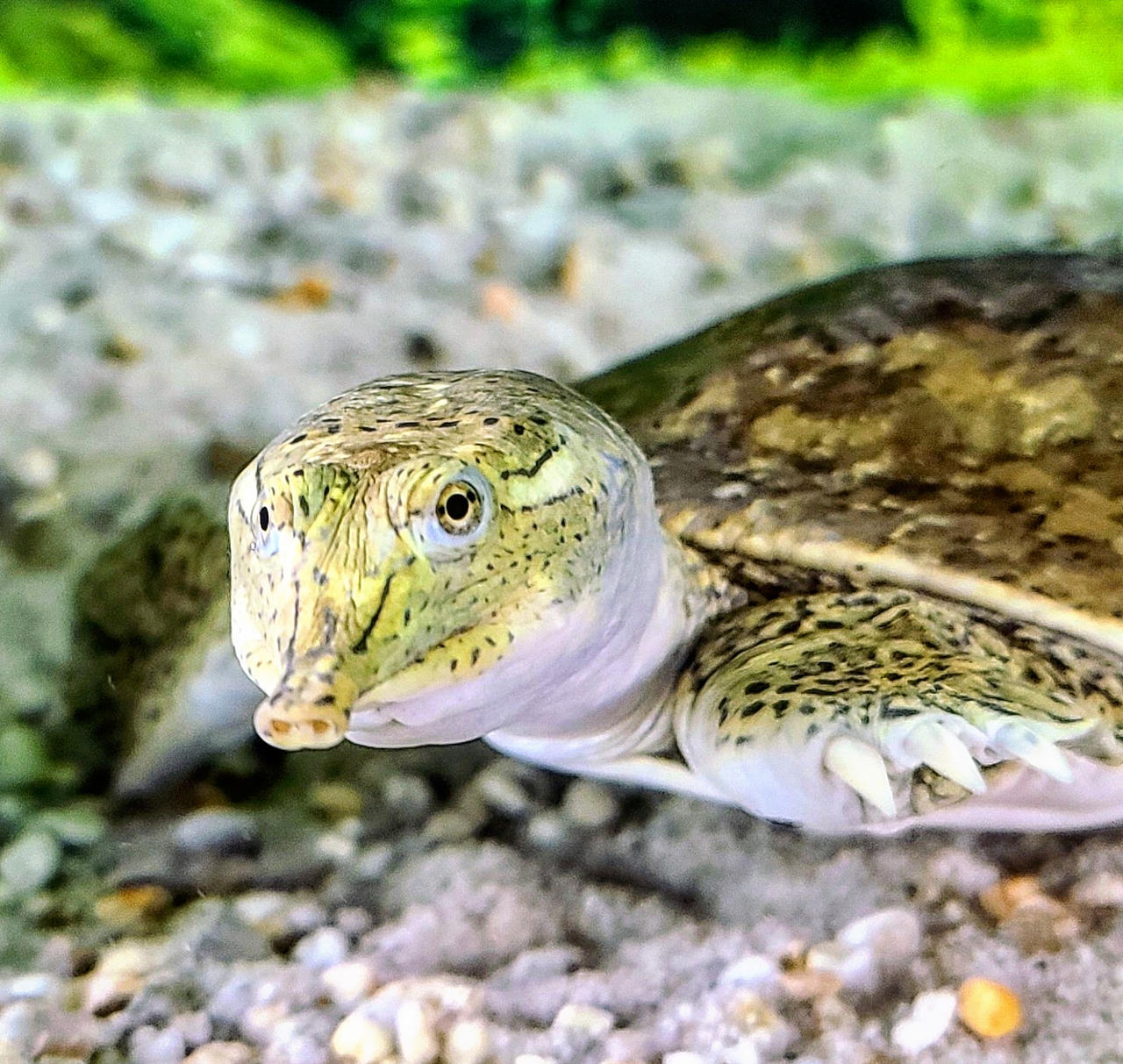 Spiny Softshell Turtle by MichaelSylvan on DeviantArt