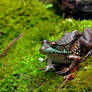 Pond Frog 2