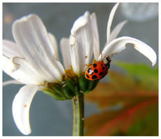 Lady Bug