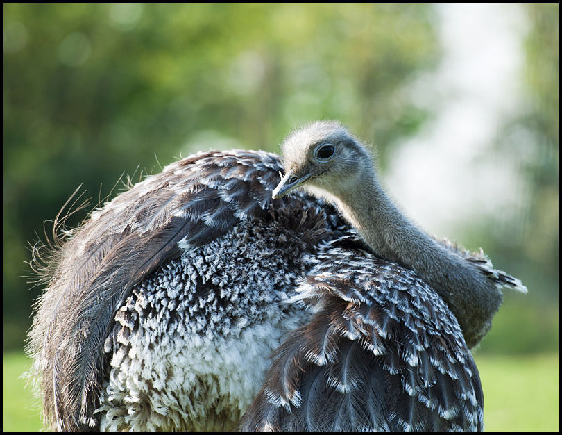 Preening Emu