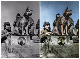 Dogs in the war Coloured by Daryl Coyle