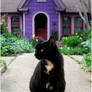 Black Cat, Purple House