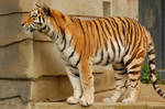 Tiger Stock II