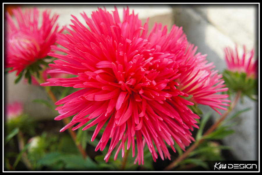 Tuesday Garden Flower by haz999