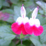 Heart-shaped flowers