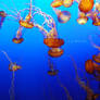 Jellyfish 4