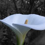 White Calla Lily