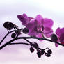 Orchid