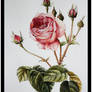 Rose study