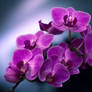 Orchid