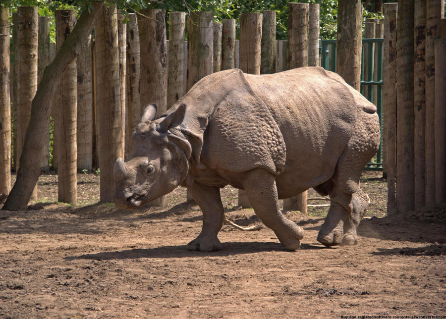 Indian Rhinoceros