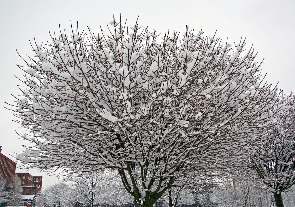 Snow Tree Shape Snow tree by irwingcommand on DeviantArt