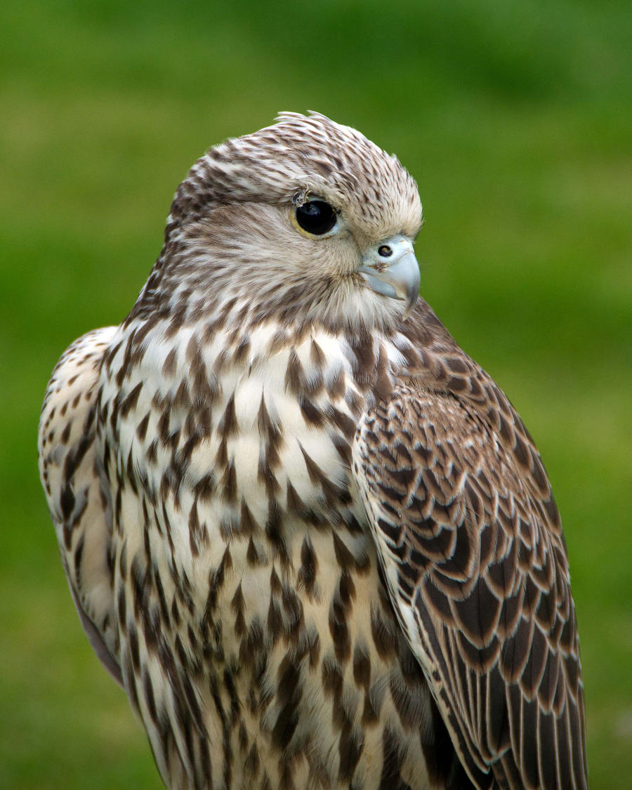 Saker Falcon