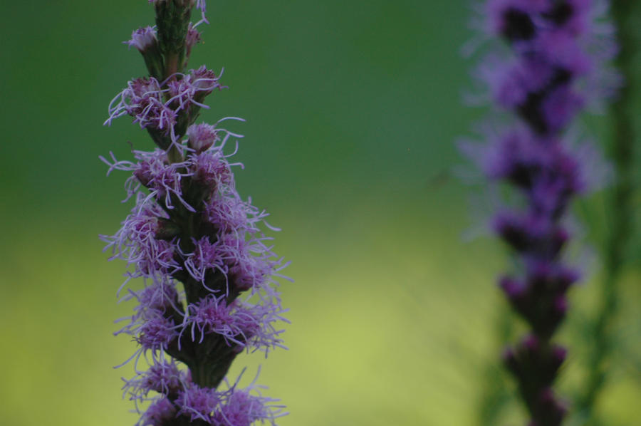 Purple Flowers