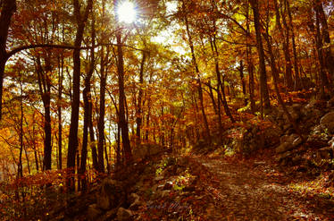 Hiking in an Autumn Forest