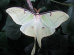 Luna Moth by ArtistofPassion7