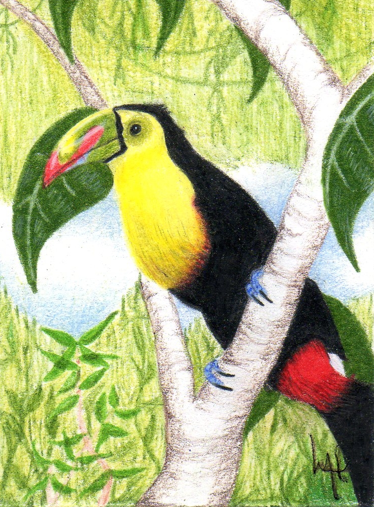 Keel Billed Toucan