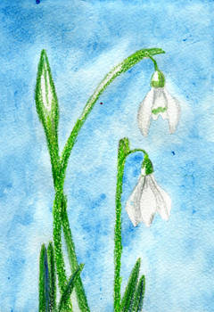 The First Snowdrops