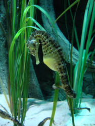 Sea-horse