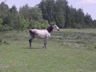 Arabian Horse