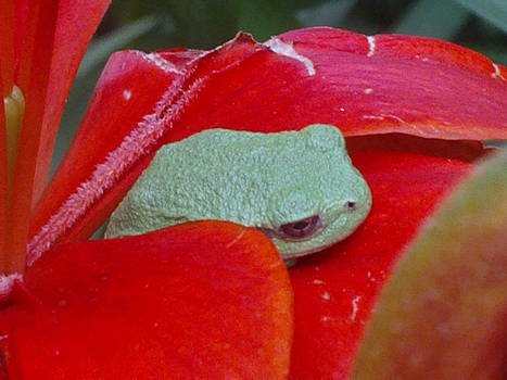 Tree Frog