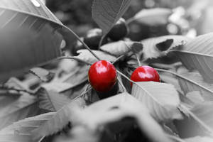 cherry