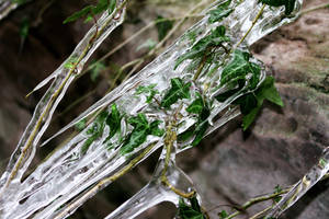 iced ivy