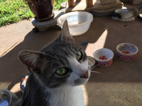 Elvis - my freckled faced feral kitty. 